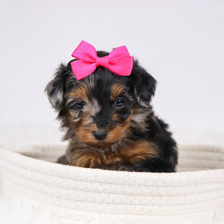 Billie - Available 12/3