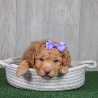 Bindi - Available 5/28