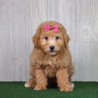 Bindi - Available 5/28