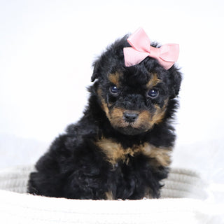 Blaire - Available 12/3