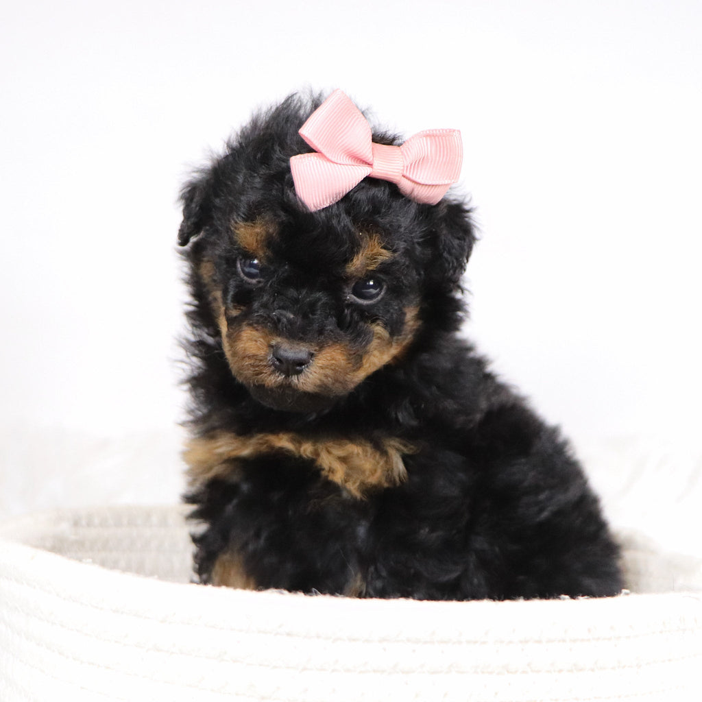 Blaire - Available 12/3