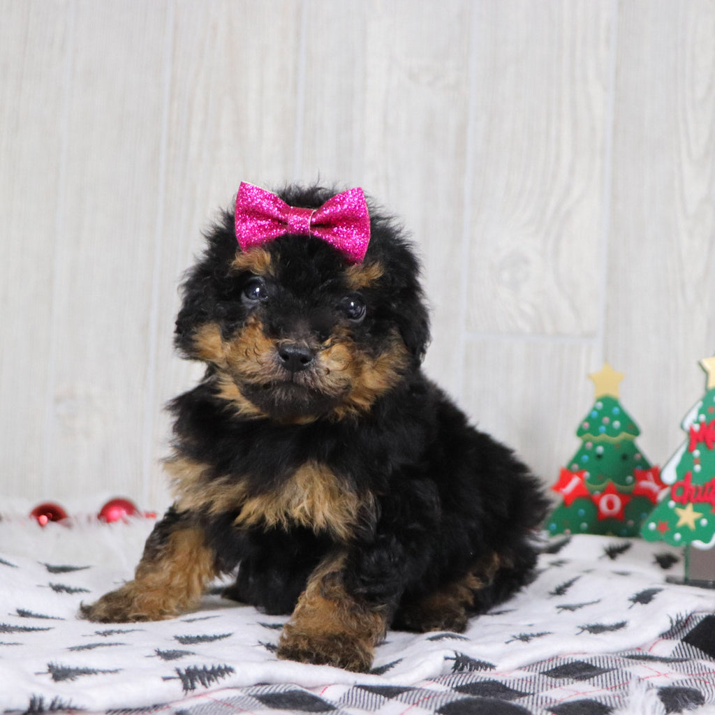 Blaire - Available Now