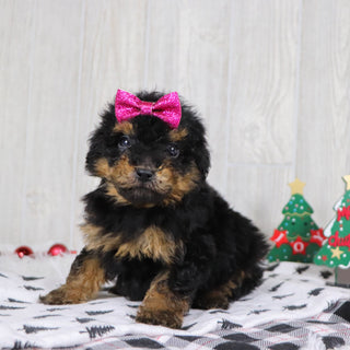 Blaire - Available 12/3