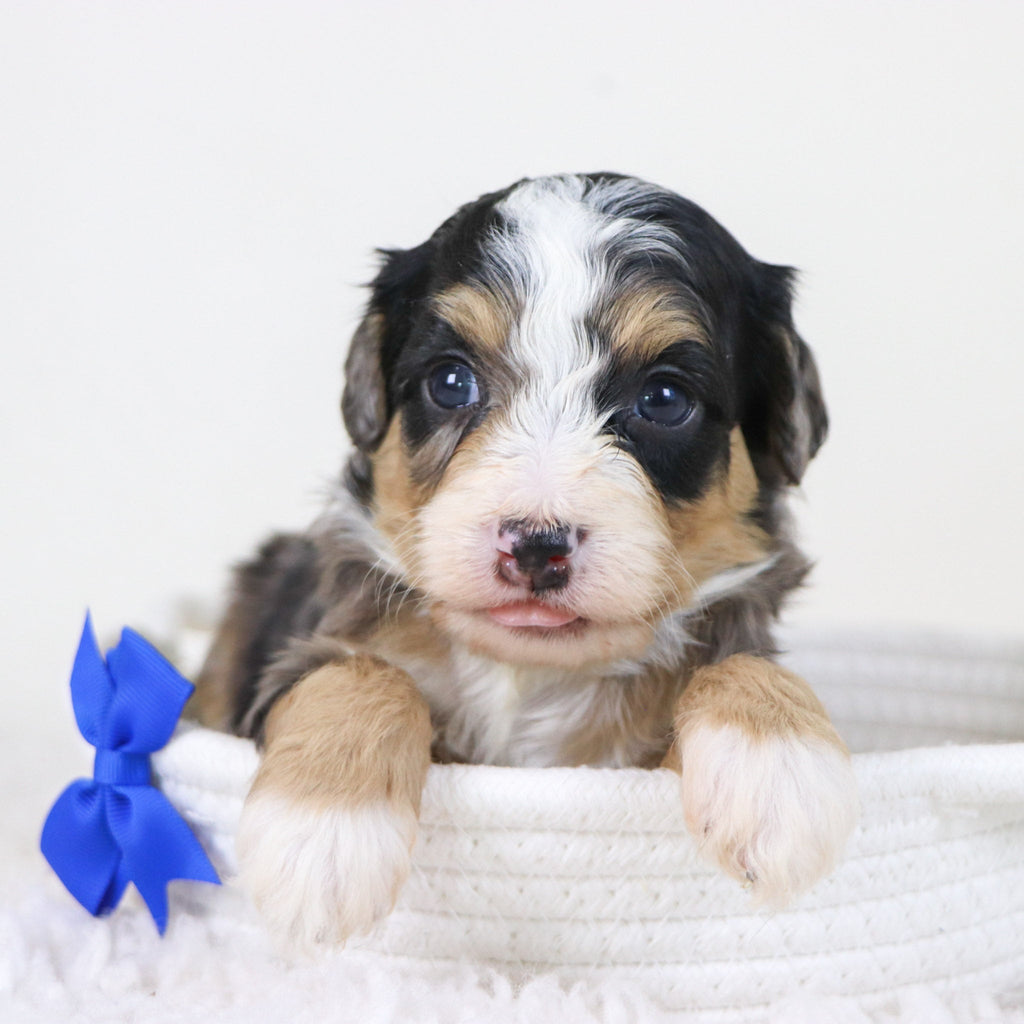 Blake - Available Now