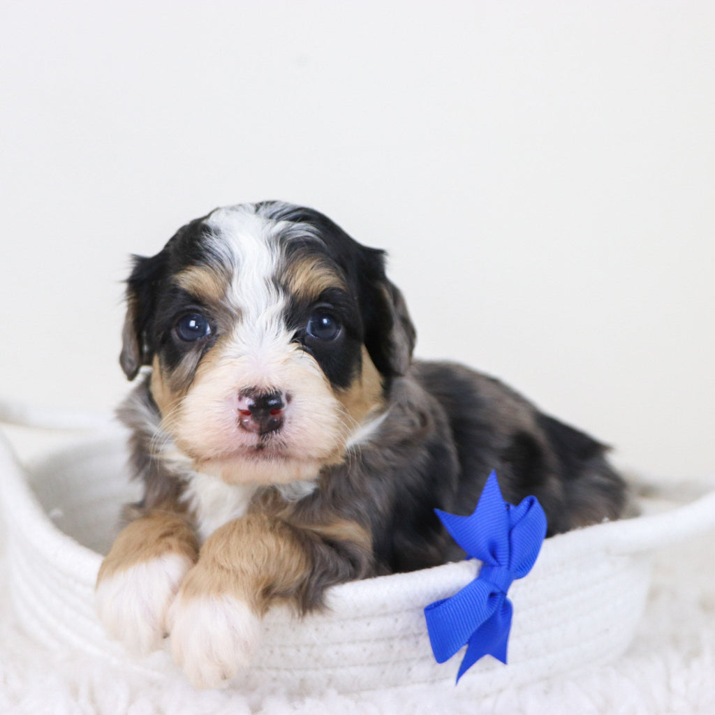 Blake - Available Now