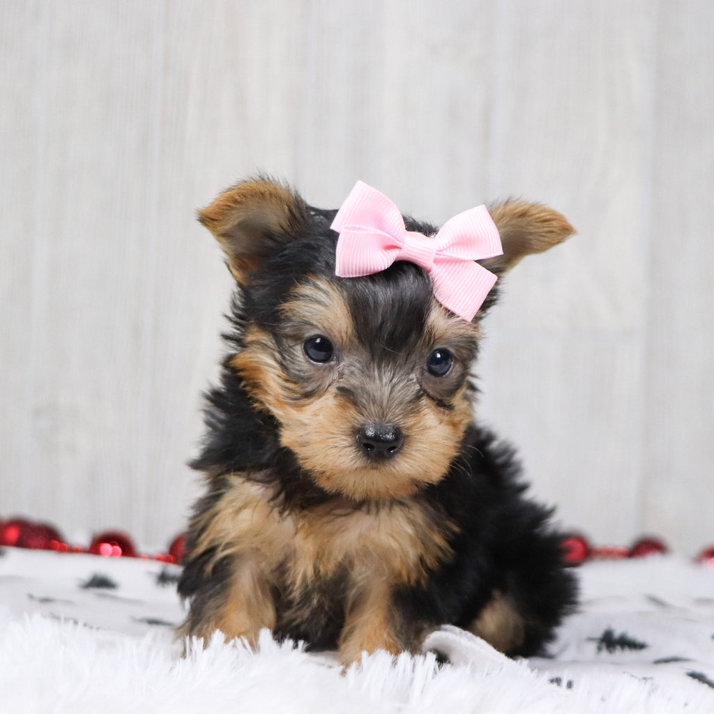 Blanda - Available Now