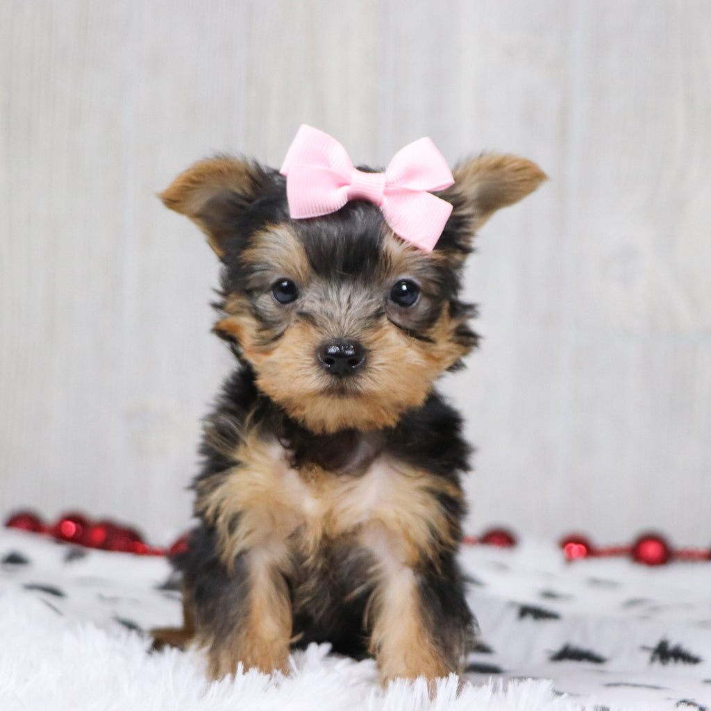 Blanda - Available Now