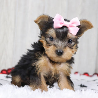 Blanda - Available Now