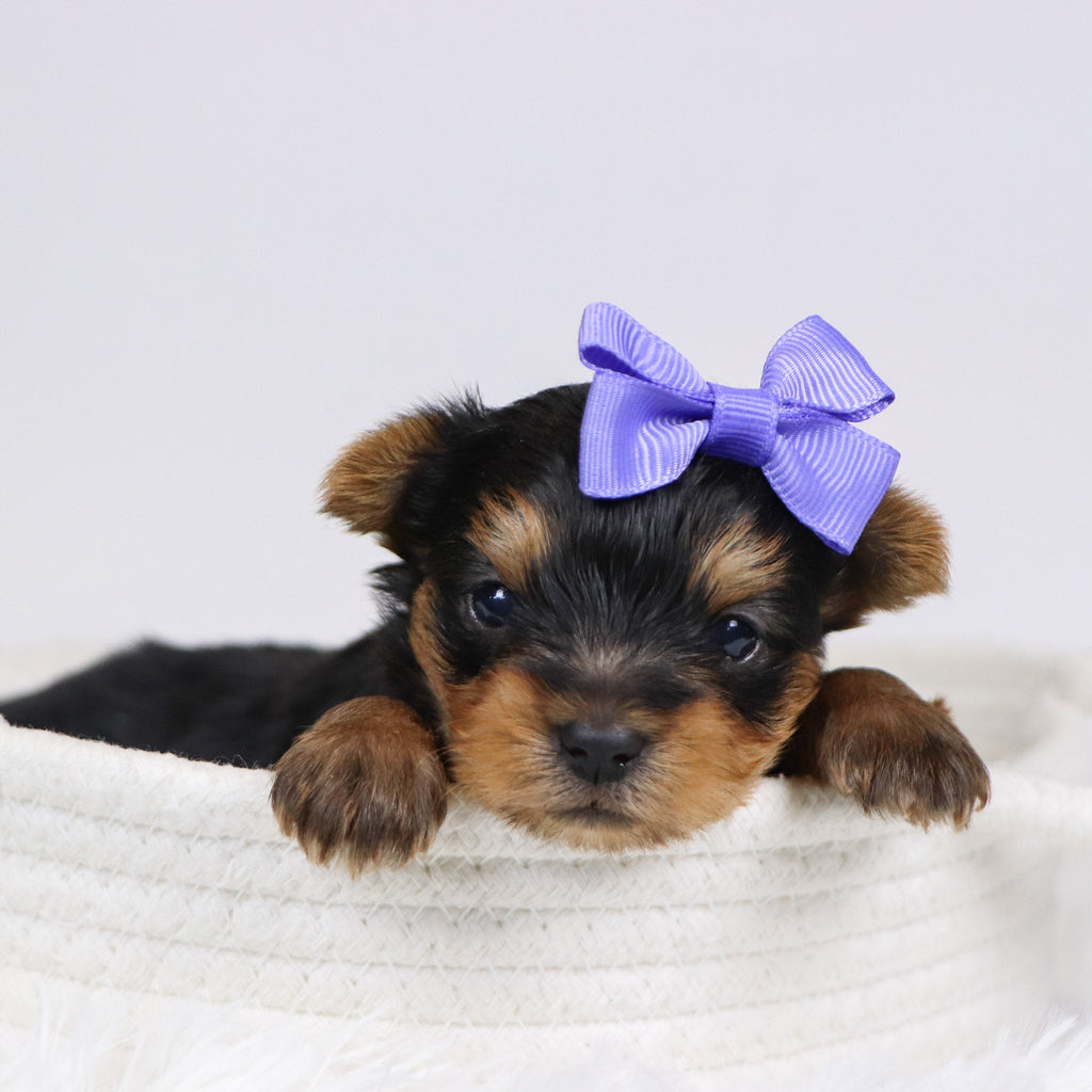 Blanda - Available Now