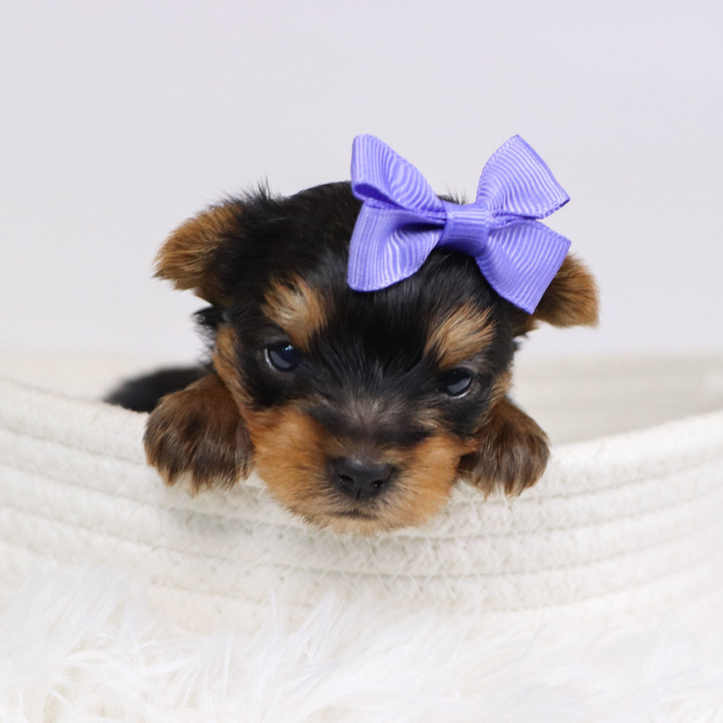 Blanda - Available Now