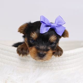 Blanda - Available Now