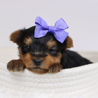 Blanda - Available Now