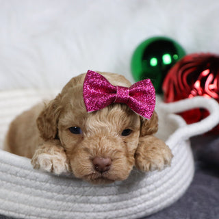 Bliss - Available Now