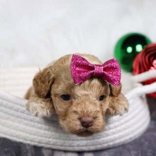 Bliss - Available 1/21