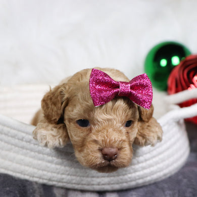 Bliss - Available 1/21