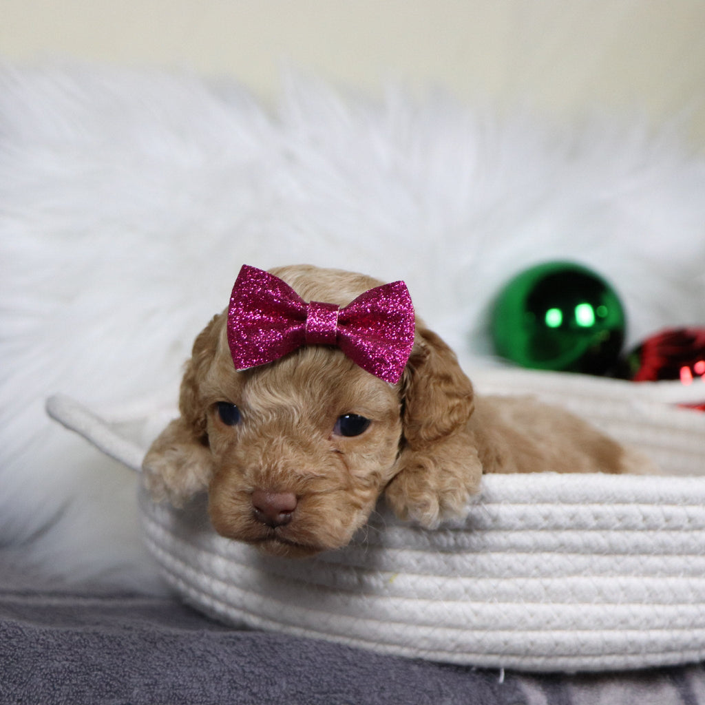 Bliss - Available Now