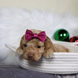 Bliss - Available 1/21