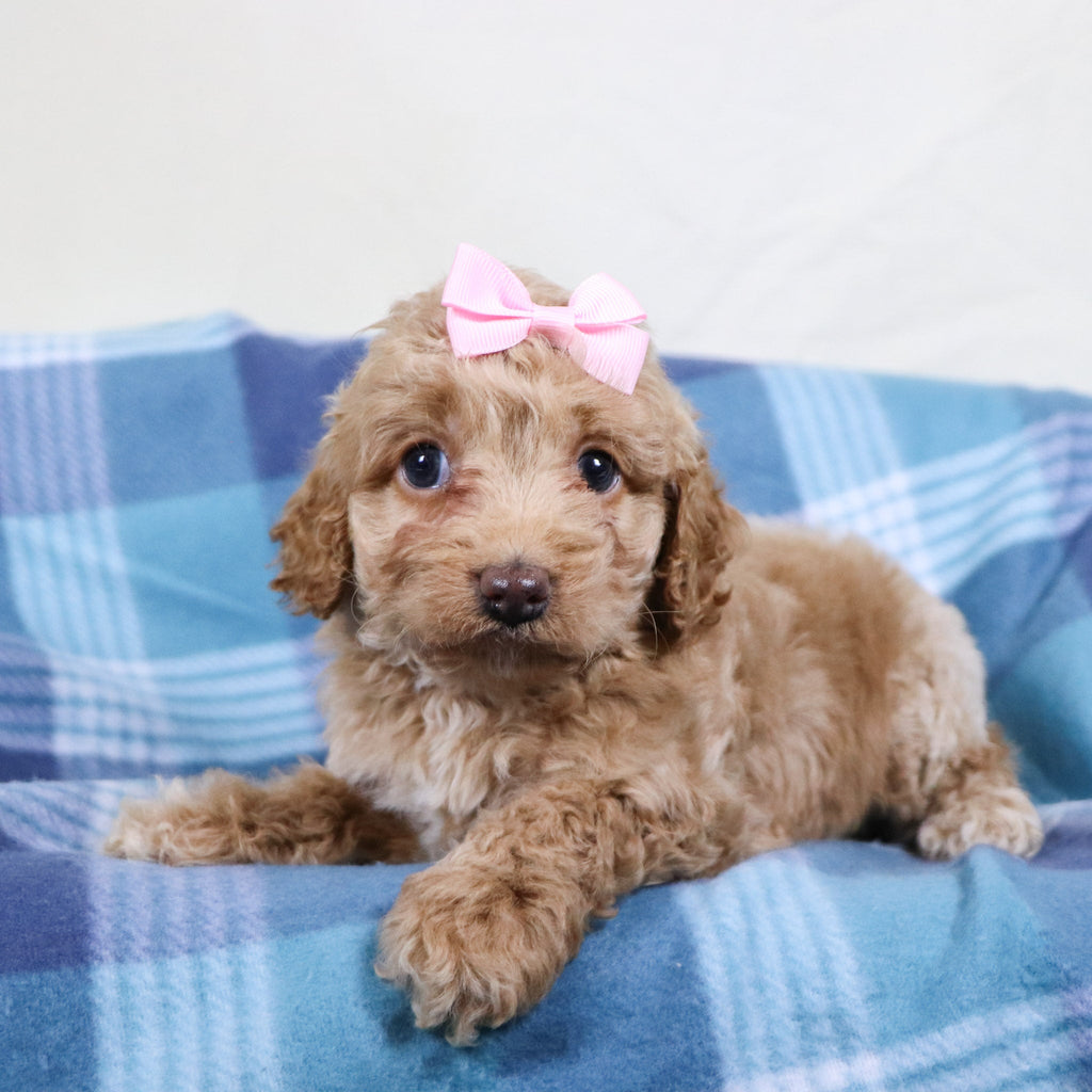 Bliss - Available 1/22