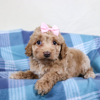 Bliss - Available Now