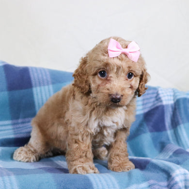 Bliss - Available Now