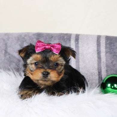 Blizzard - Available 12/31