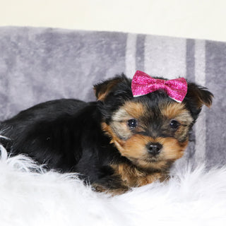 Blizzard - Available 12/31