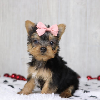 Blossom - Available 12/10