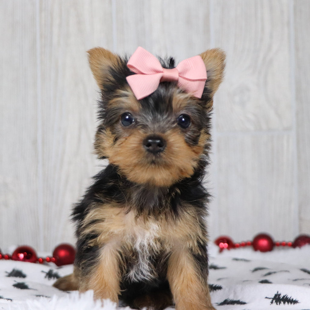 Blossom - Available 12/10