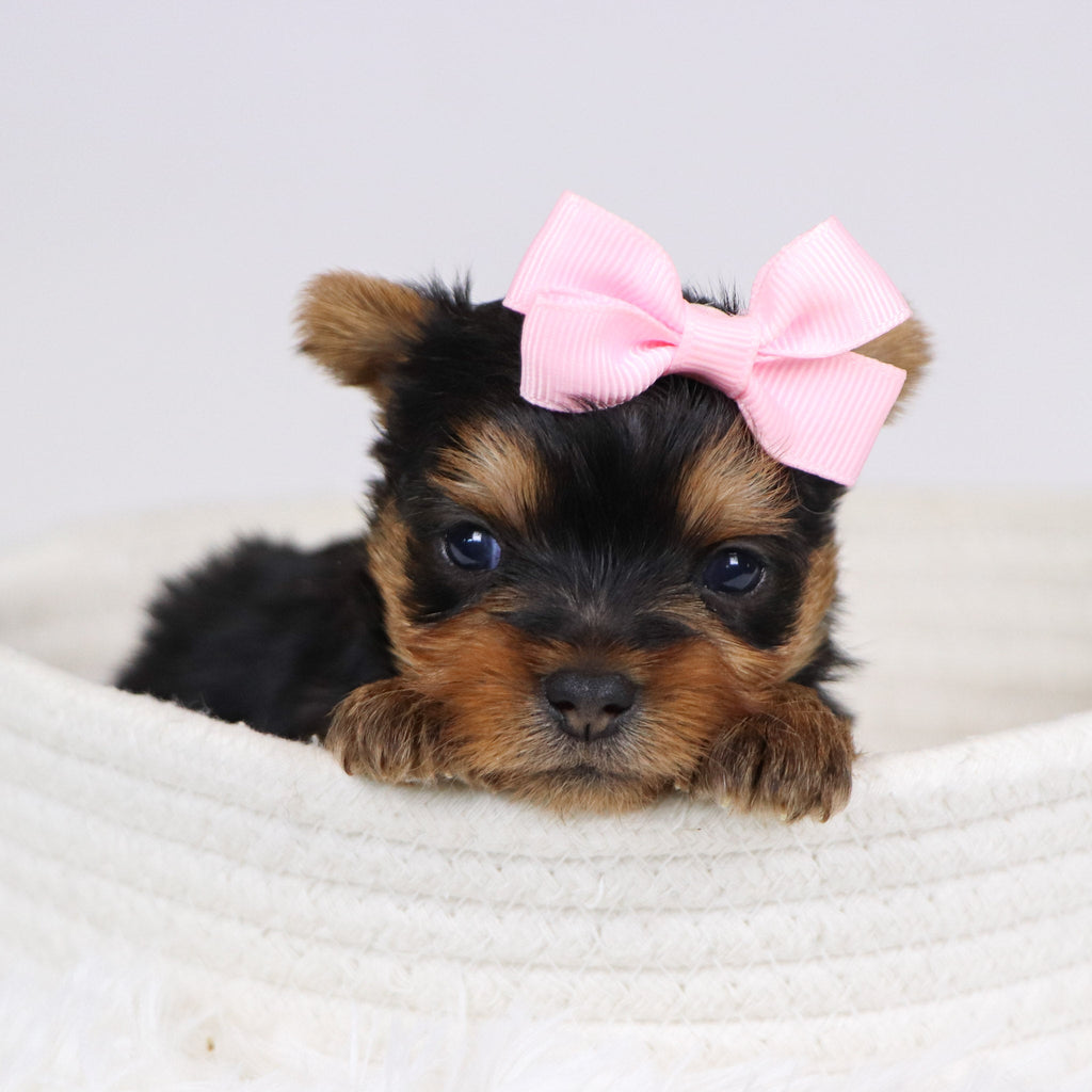 Blossom - Available Now