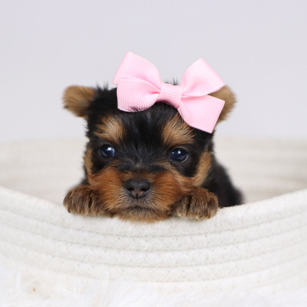 Blossom - Available Now