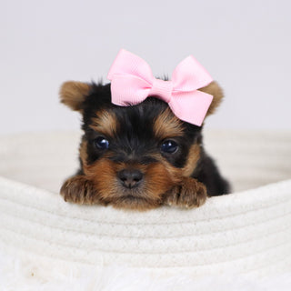 Blossom - Available 12/10