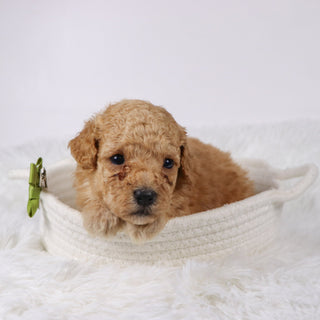 Blue - Available Now