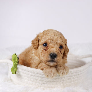 Blue - Available 11/26