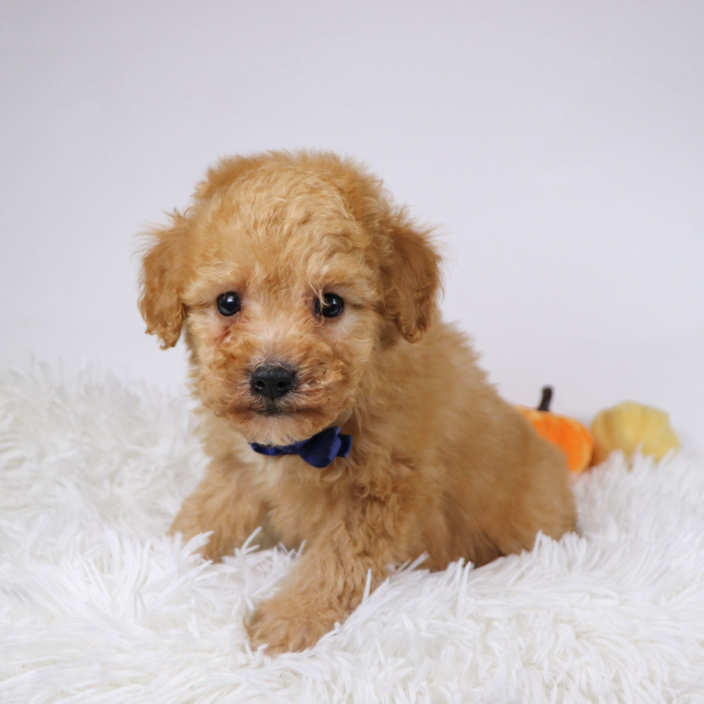 Blue - Available Now