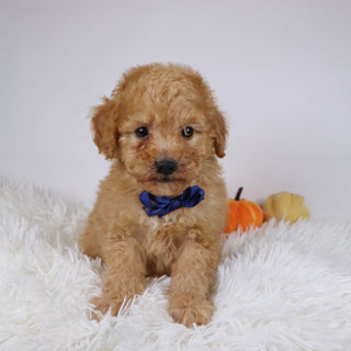 Blue - Available Now