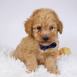 Blue - Available Now