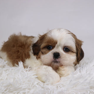 Bobby - Available 11/26