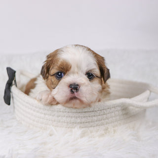 Bobby - Available Now