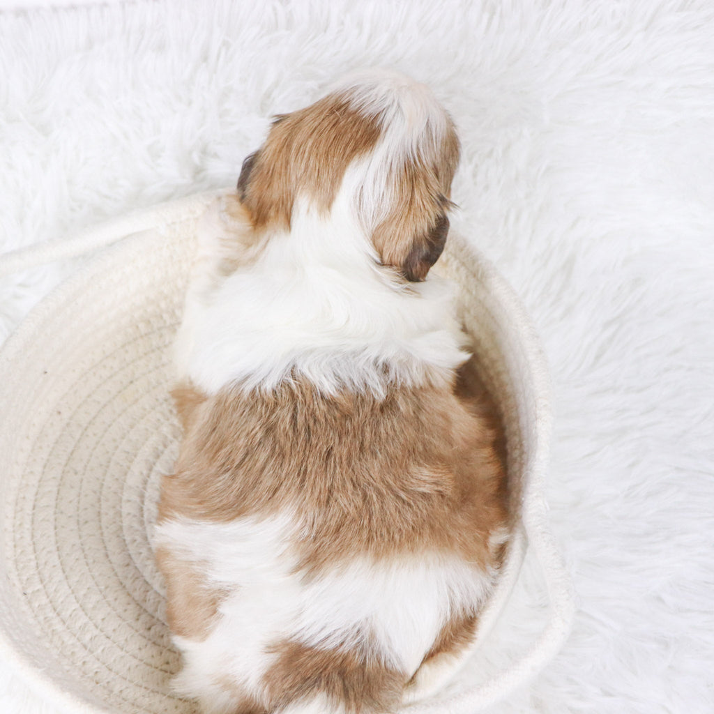 Bobby - Available Now