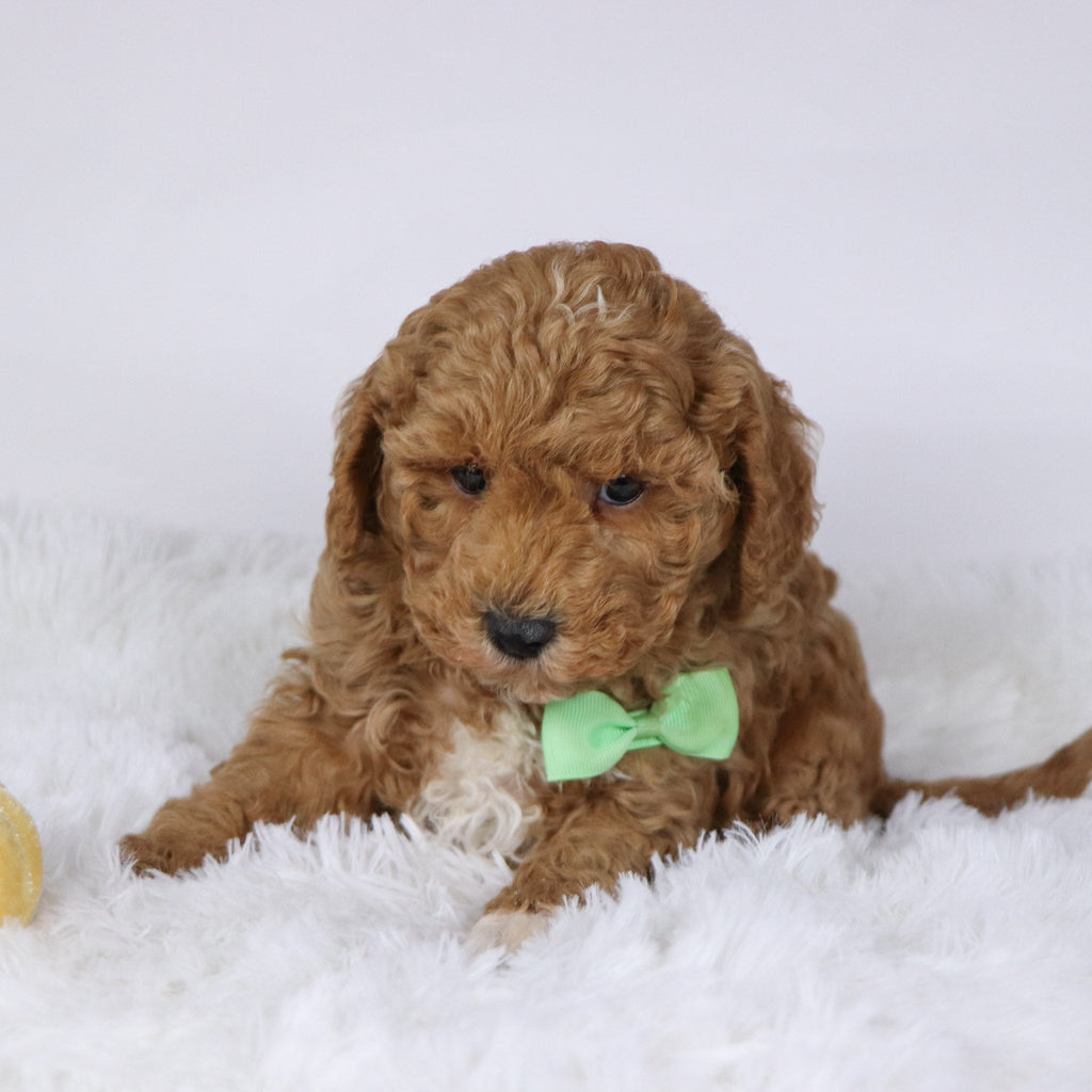 Brantley - Available 11/26