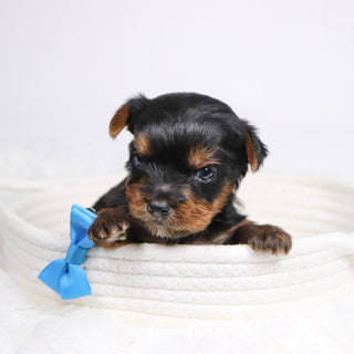 Brett - Available 12/17