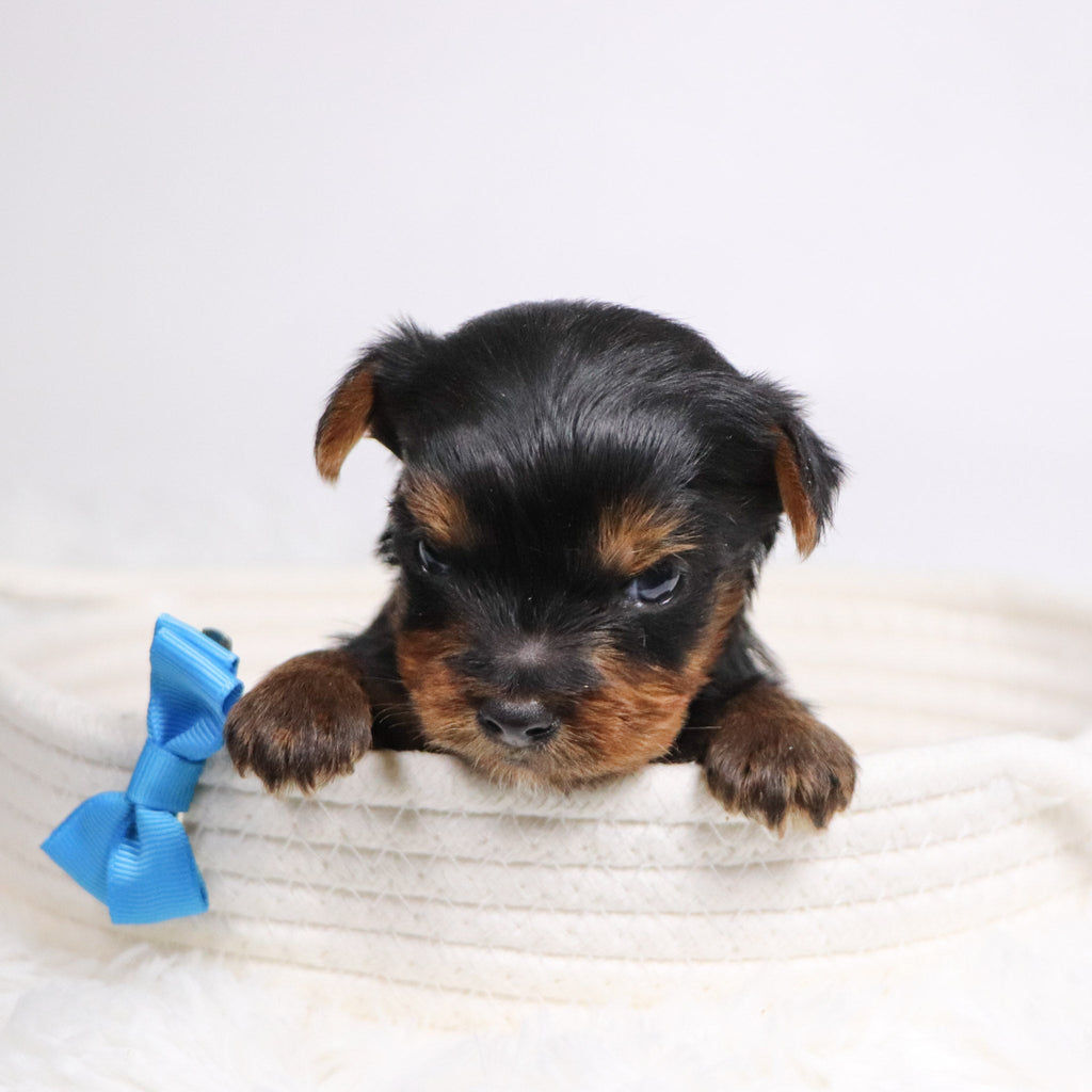 Brett - Available 12/17