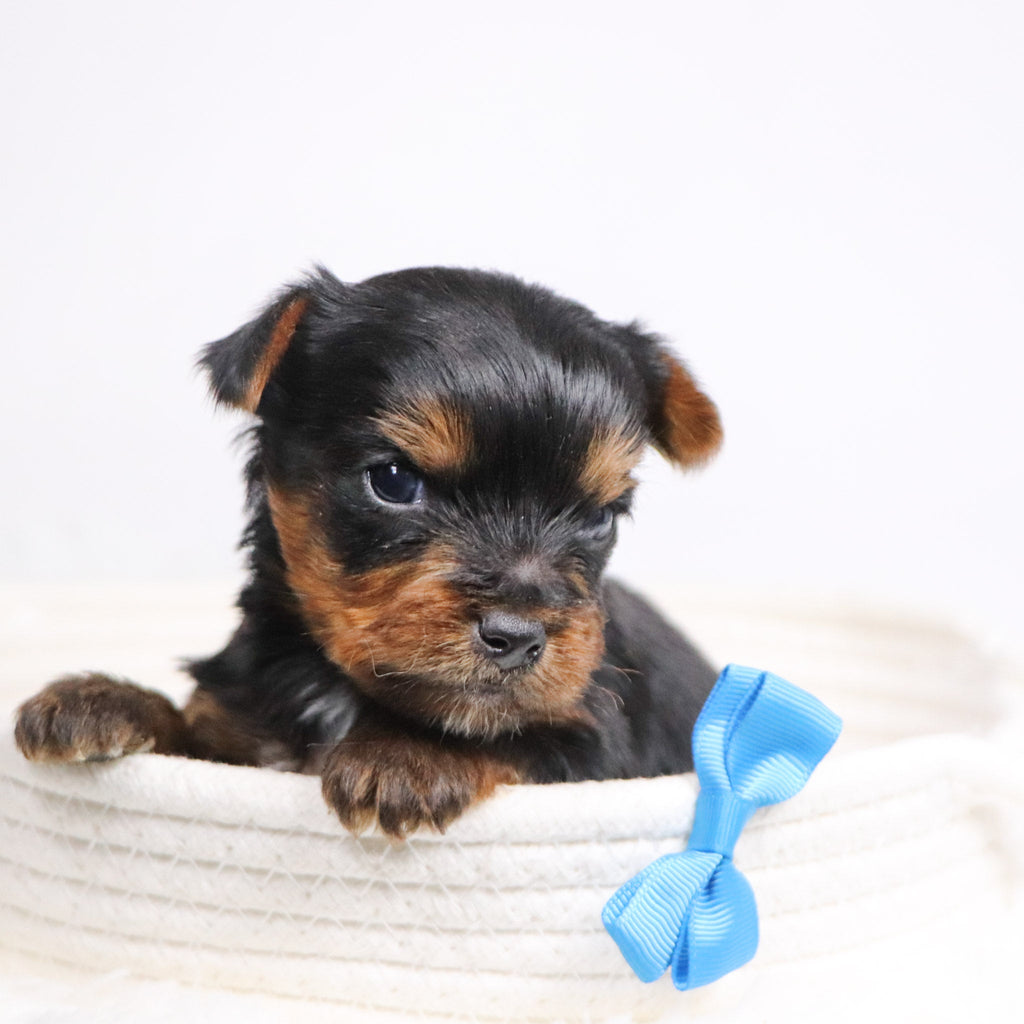 Brett - Available 12/17