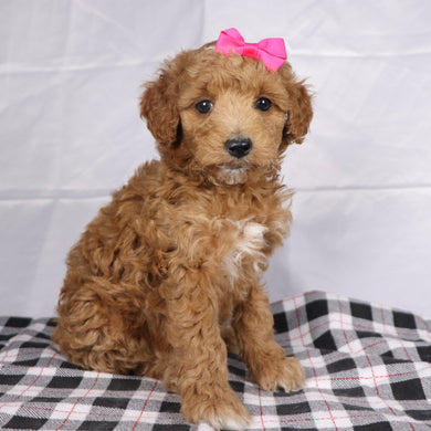 Briana - Available 12/17