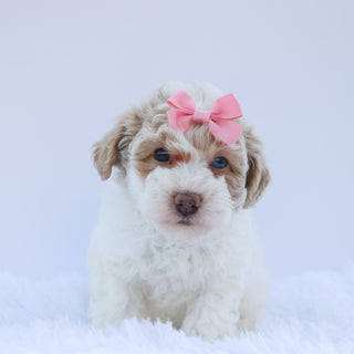 Brit - Available 8/13