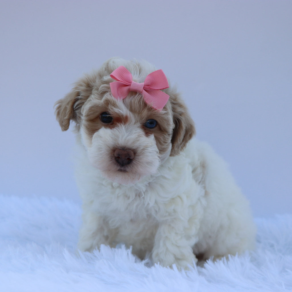 Brit - Available 8/13