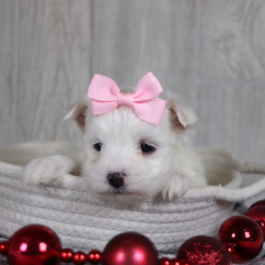 Britney - Available 1/8