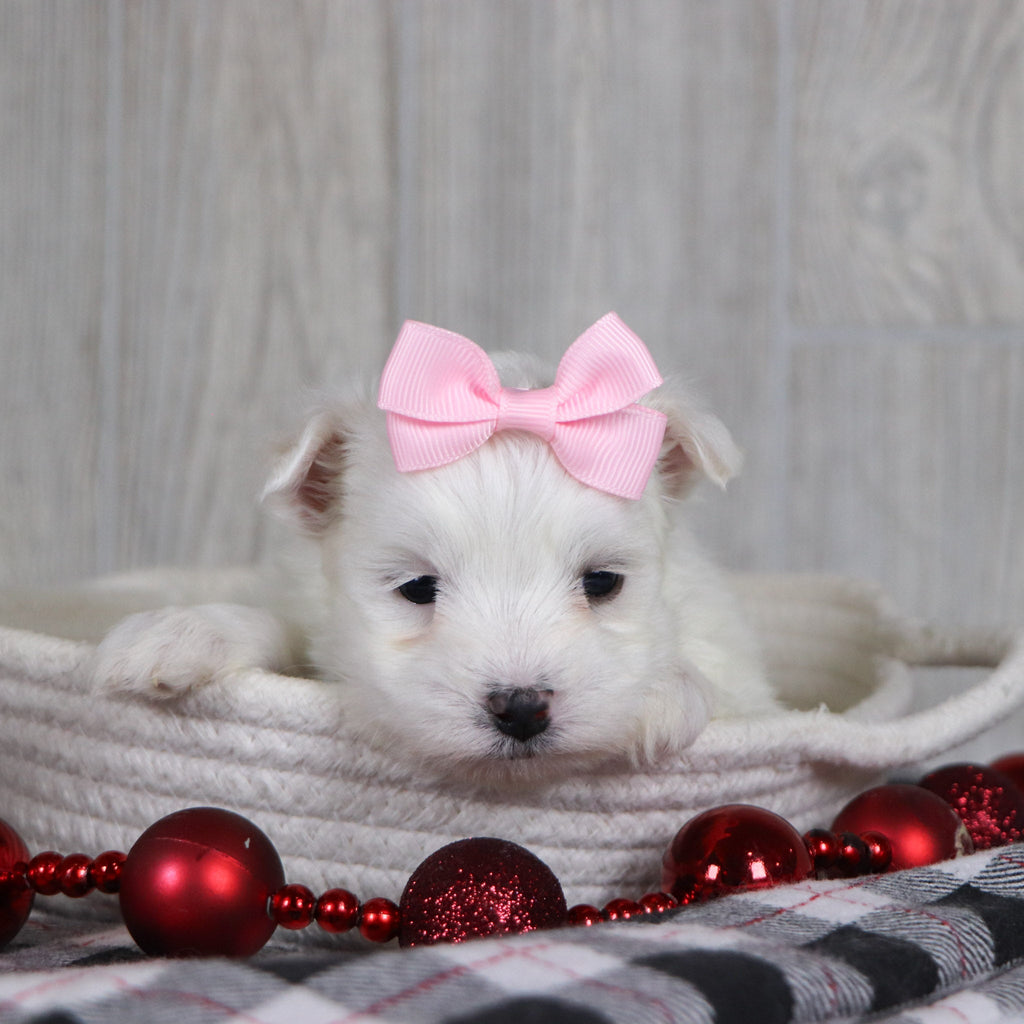 Britney - Available 1/8