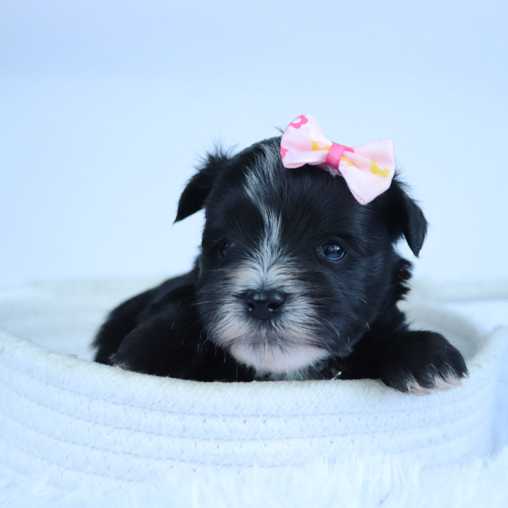 Brooke - Available Now