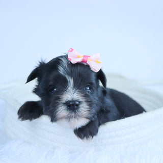 Brooke - Available Now